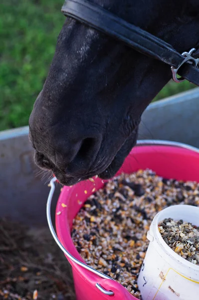 Arabadan müsli yiyen güzel siyah atların portresi. Yeşil çim tarlasında poz vermek. sonbahar sezonu