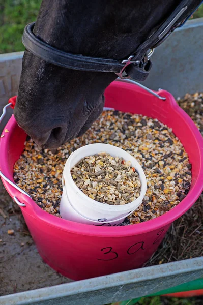 Arabadan müsli yiyen güzel siyah atların portresi. Yeşil çim tarlasında poz vermek. sonbahar sezonu