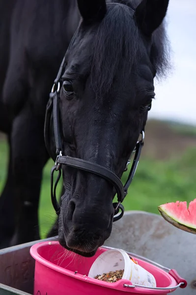 Yeşil çimen tarlasında elma ve müsli yiyen güzel siyah at portresi. sonbahar sezonu