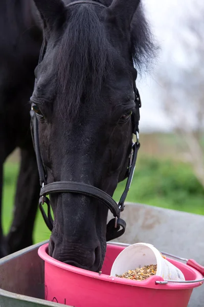 Yeşil çimen tarlasında elma ve müsli yiyen güzel siyah at portresi. sonbahar sezonu