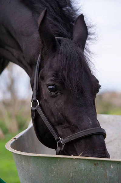 Yeşil çimen tarlasında elma ve müsli yiyen güzel siyah at portresi. sonbahar sezonu