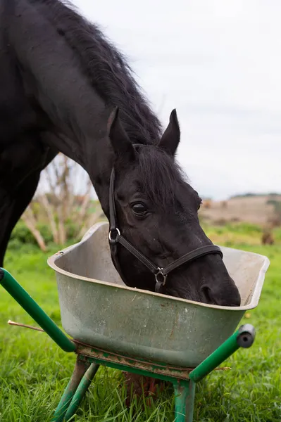 Yeşil çimen tarlasında elma ve müsli yiyen güzel siyah at portresi. sonbahar sezonu