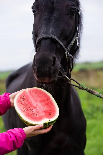  At portresi ve dışarıda poz veren yarım karpuz. Kapat. Beslenme kavramı