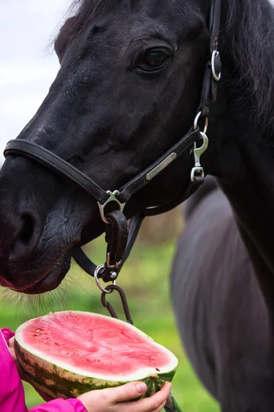  At portresi ve yarım karpuz. Açık havada. Beslenme kavramı