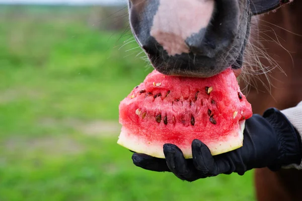  Açık havada karpuz yiyen bir at. Kapat. Beslenme kavramı