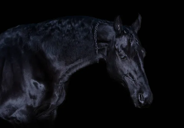 Kunst Porträt Des Schönen Schwarzen Pferdes Auf Schwarzem Hintergrund — Stockfoto