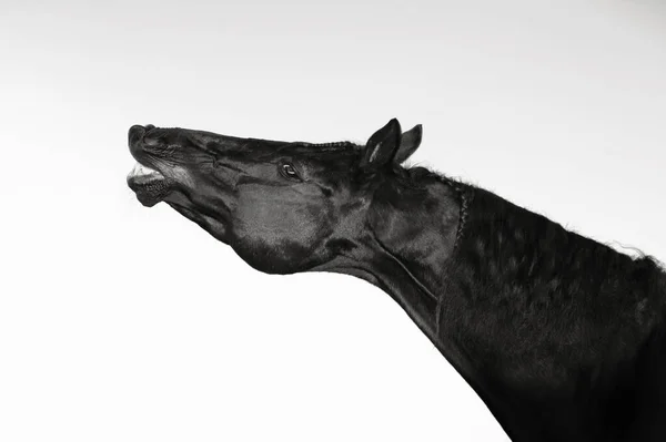 Kunst Portret Van Mooie Zwarte Paard Snuffelen Tegen Witte Achtergrond — Stockfoto