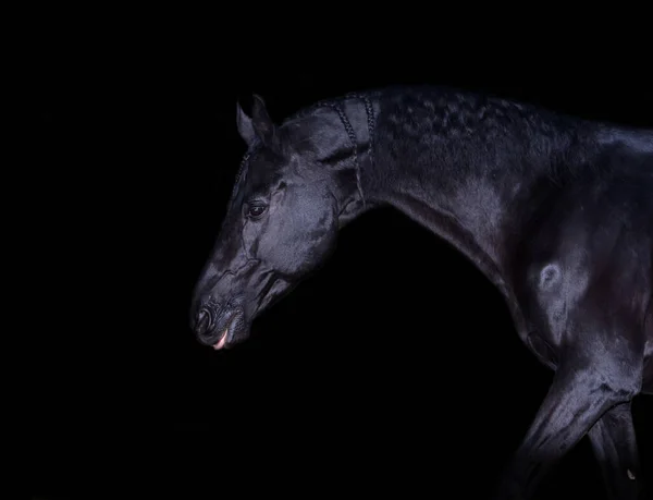 Kunst Portret Van Mooi Zwart Paard Rond Zwarte Achtergrond — Stockfoto