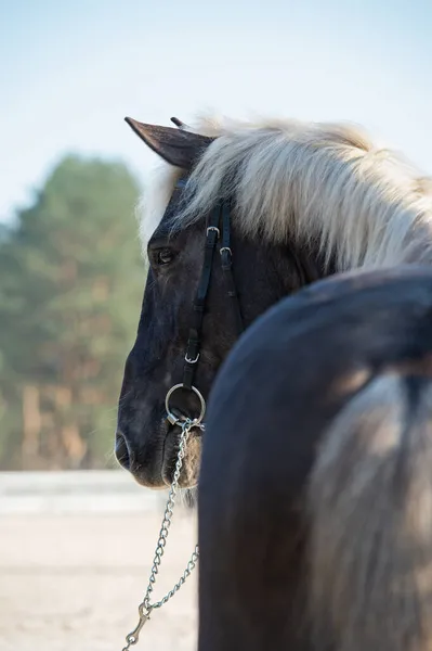 Portrét Krásného Čokoládového Cikánského Koně Pózujícího Venkovním Panství — Stock fotografie