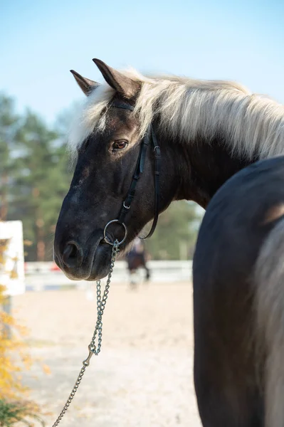 Retrato Hermoso Caballo Gitano Chocolate Posando Aire Libre Manege — Foto de Stock