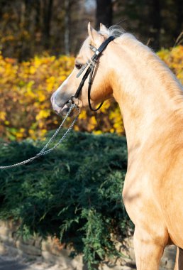  Uzun yeleli güzel palomino galsh midillisi portresi. sonbahar sezonu