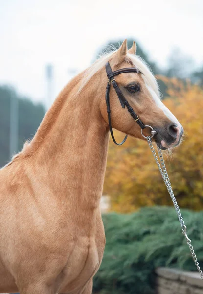 Retrato Del Hermoso Semental Pony Galés Palomino Posando Bonito Jardín — Foto de Stock