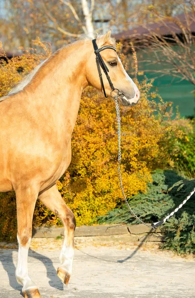 Retrato Hermoso Pony Galés Palomino Con Melena Larga Temporada Otoño — Foto de Stock