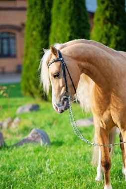 Güzel palomino sportif Galli midillinin portresi ahırın yanında poz veriyor.. 