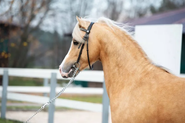 Portrét Krásného Palomino Sportovního Velšského Poníka Pózujícího Poblíž Otevřeného Panství — Stock fotografie