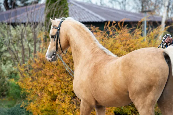 Mooie Palomino Welsh Pony Poseren Mooie Stabiele Tuin Herfstseizoen — Stockfoto