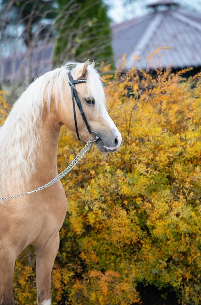 Portrait Beautiful Palomino Sportive Welsh Pony Posing Open Manege Autumn — Stock Photo, Image