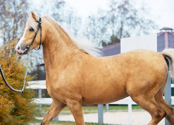 Belo Palomino Pônei Galês Esportivo Posando Perto Cerco Aberto Época — Fotografia de Stock