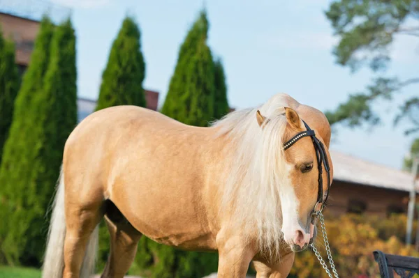 Portrait Beautiful Palomino Sportive Welsh Pony Posing Stable Autumn Season — Stock Photo, Image