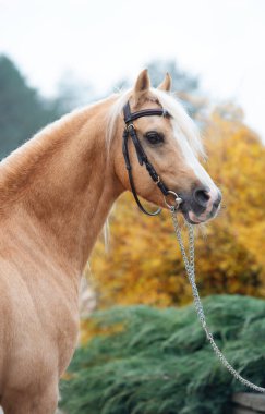  Güzel palomino galsh atının portresi güzel ahır bahçesinde poz veriyor. 