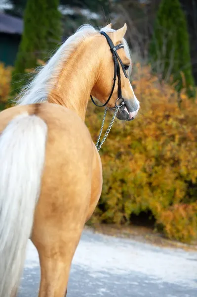 Ritratto Bellissimo Palomino Sportivo Gallese Pony Posa Bel Giardino Stabile — Foto Stock