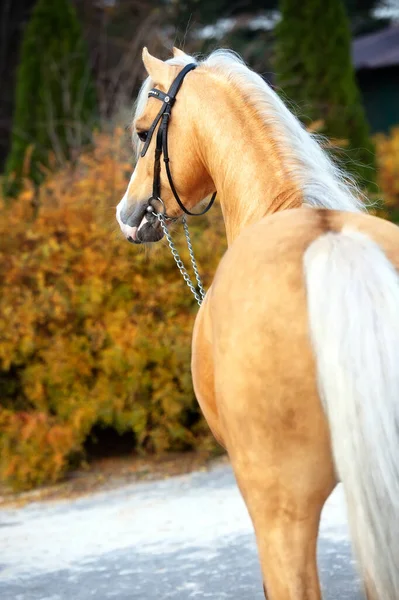 Portré Gyönyörű Palomino Sportos Walesi Póni Pózol Szép Istálló Kertben — Stock Fotó