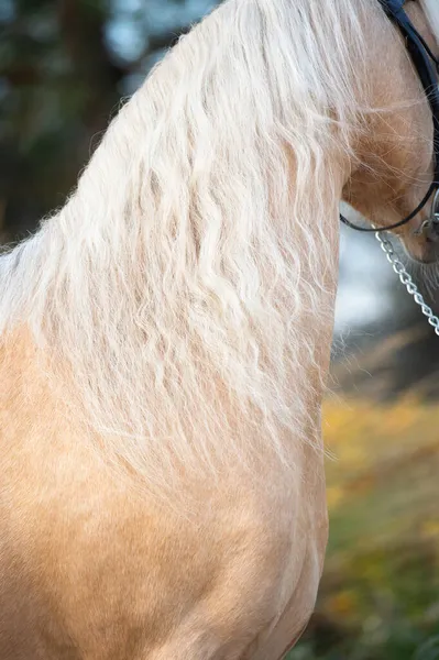 Porträt Des Wunderschönen Walisischen Pony Hengstes Palomino Der Schönen Stallgarten — Stockfoto