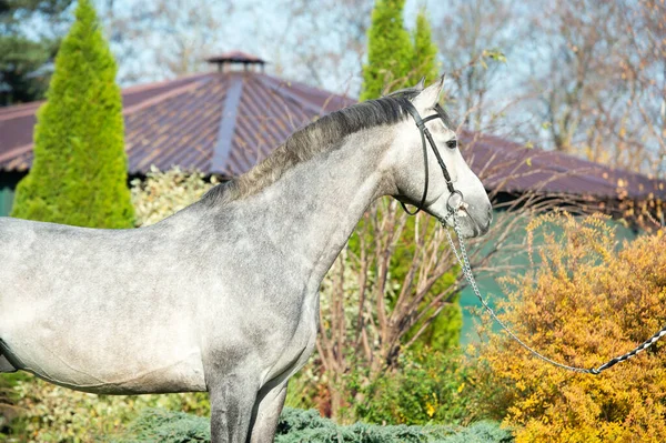 Ritratto Bellissimo Cavallo Grigio Sportivo Posa Bel Giardino Stabile Tempo — Foto Stock