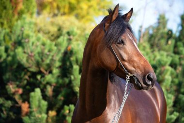 Dark Bay Spor Galler Midillisi 'nin portresi 