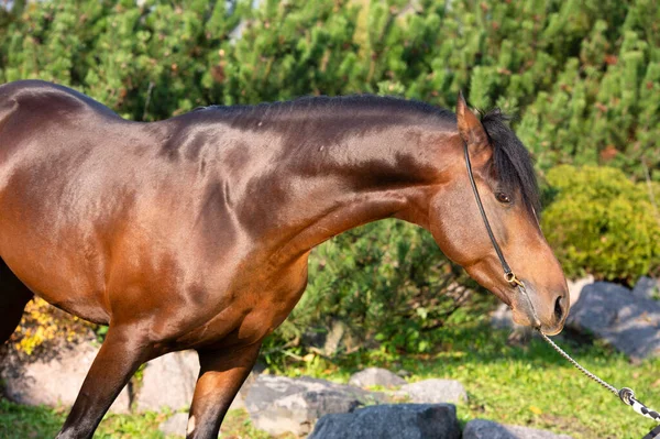 Portret Ciemnej Zatoki Sportowy Walijski Kucyk Pozowanie Ładny Stabilny Ogród — Zdjęcie stockowe