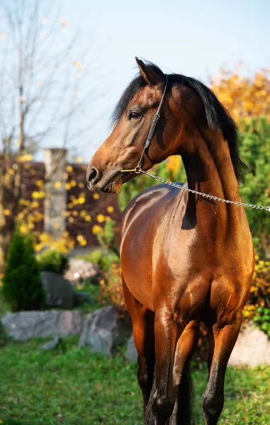 Portrait Dark Bay Sportive Welsh Pony Posing Nice Garden Fall — Stock Photo, Image