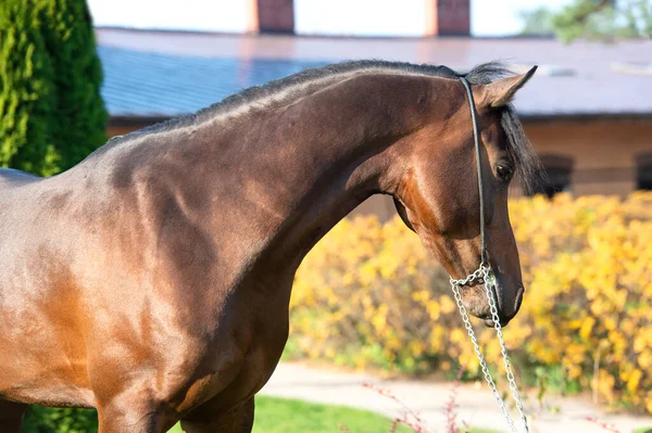 Портрет Тёмного Залива Спортивного Валлийского Пони Позирующего Рядом Стабильным — стоковое фото