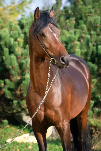 Portrait Poney Gallois Sportif Baie Sombre Posant Près Des Pins — Photo