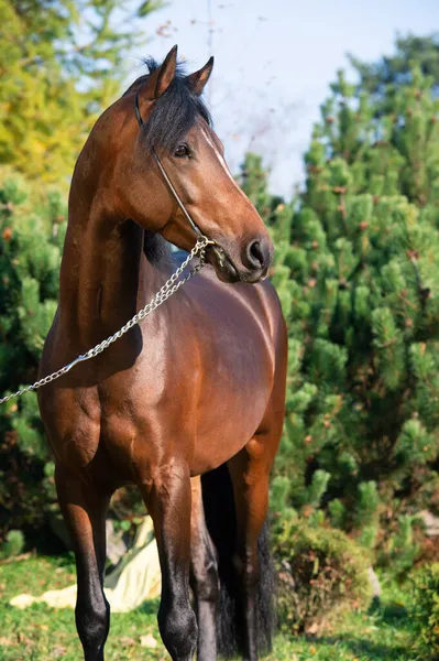 Portret Van Donkere Baai Sportieve Welsh Pony — Stockfoto