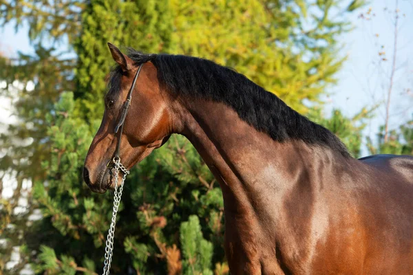Portrait Des Dunkelbraunen Sportlichen Walisischen Ponys — Stockfoto