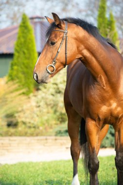 sonbahar arka plan, sportif warmblood at portresi