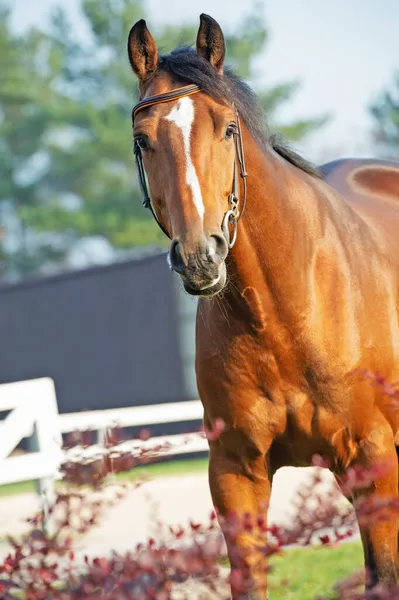 Portrét Sportovního Teplokrevného Koně — Stock fotografie