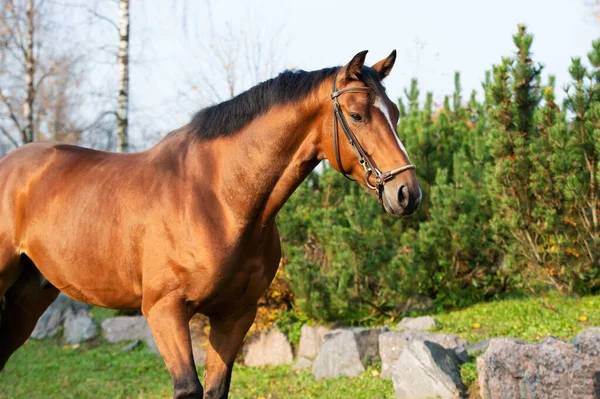 Portret Van Lauriersportief Warmbloedig Paard Poserend Stabiele Tuin — Stockfoto