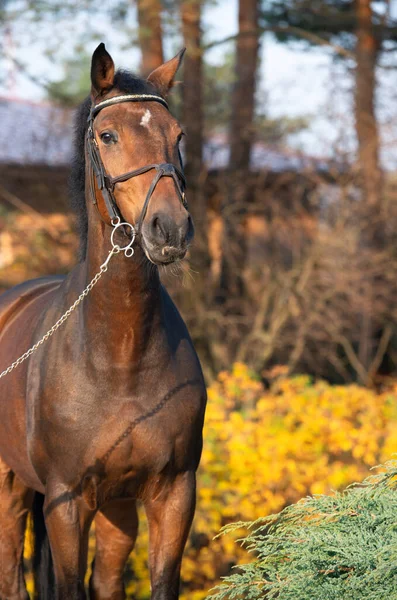 Retrato Cavalo Sangue Quente Esportivo Posando Belo Jardim Estável Época — Fotografia de Stock