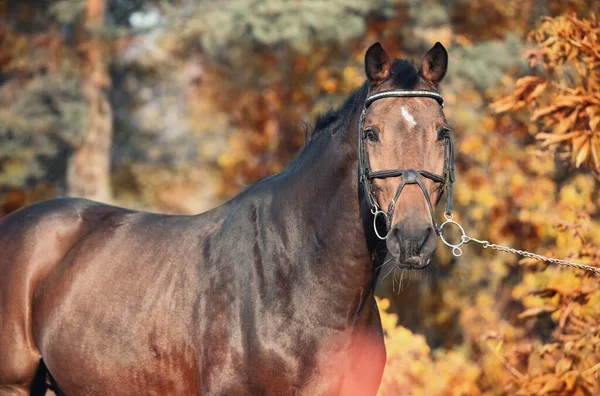 Porträtt Sportig Varmblodshäst Poserar Vacker Stabil Trädgård Höstsäsong — Stockfoto