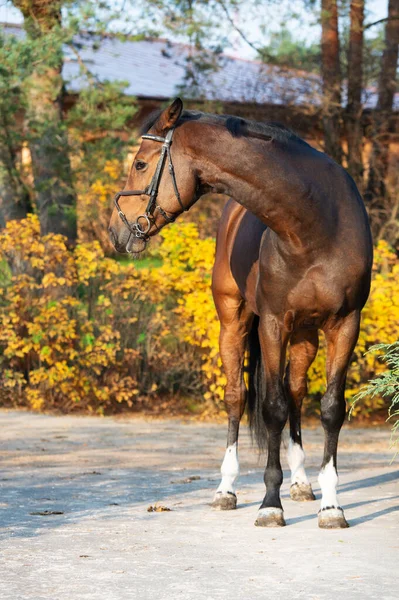 Caballo Deportivo Sangre Caliente Posando Hermoso Jardín Estable Temporada Otoño — Foto de Stock