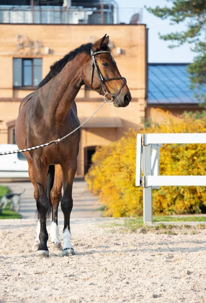 portrait of sportive warmblood horse at stable background. fall season