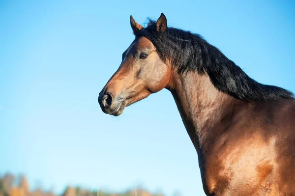 Portrait Running Dark Bay Sportive Welsh Pony Stallion Freedom — Stock Photo, Image