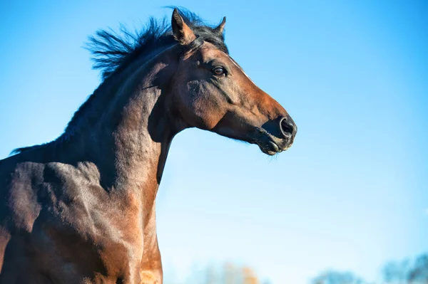 Portrait Running Dark Bay Sportive Welsh Pony Stallion Freedom Blue — Stock Photo, Image
