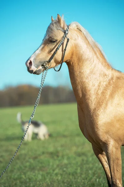 Ritratto Bel Pony Palomino Gallese — Foto Stock