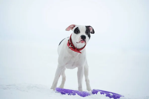 Portrét Bílého Staffordshirského Teriéra Hračkou Pózující Sněžném Zálivu Zima — Stock fotografie