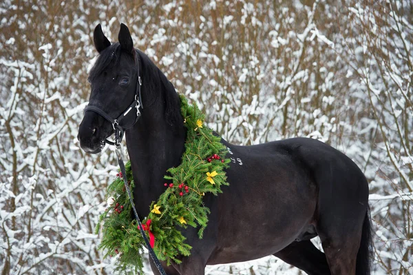 Hermoso Caballo Negro Con Corona Navidad Posando Bosque Nevado Invierno — Foto de Stock