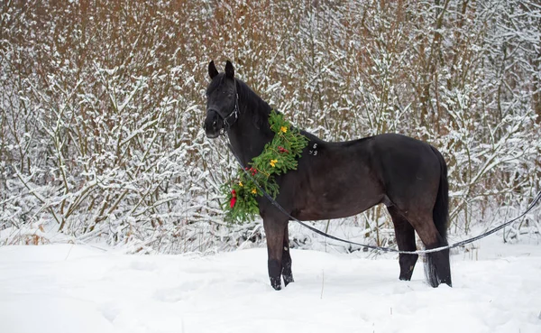 Bellissimo Cavallo Nero Con Corona Natale Posa Nella Foresta Innevata — Foto Stock