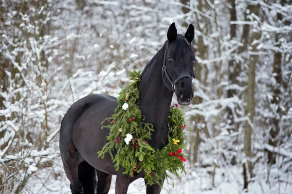 Retrato Hermoso Caballo Negro Con Corona Navidad Posando Bosque Nevado — Foto de Stock