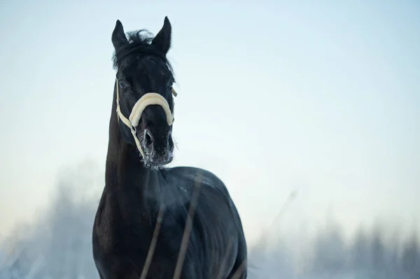 Portrét Černého Krásného Koně Běžícího Louce Zblízka Zimní Sezóna — Stock fotografie